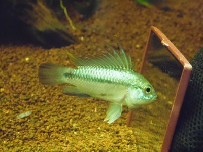 Apistogramma trifasciata