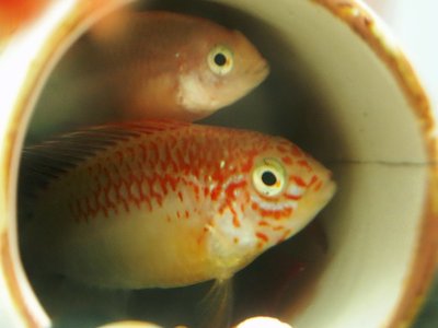 Apistogramma viejita