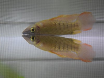 Aplocheilus Lineatus