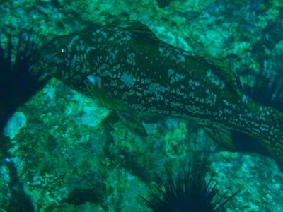 Aplodactylus Arctidens