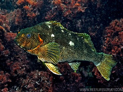 Aplodactylus Etheridgii