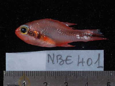 Apogon Semiornatus