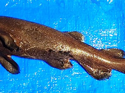 Apristurus