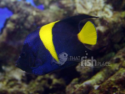 Arabian Angelfish
