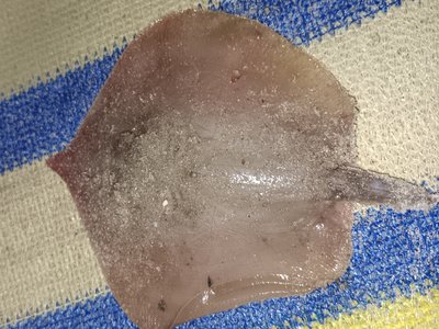 Arabian Whipray