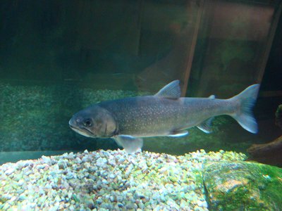 Arctic Char