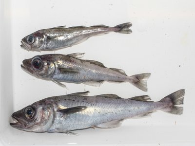 Arctic Cod