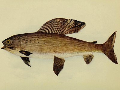 Arctic Grayling