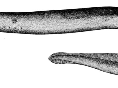 Arctic Lamprey