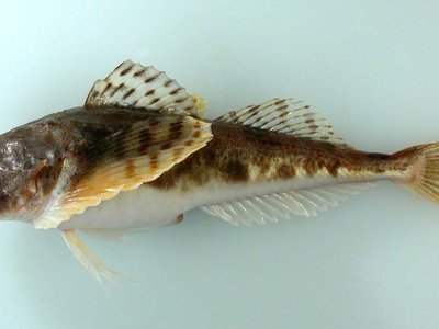 Arctic Sculpin