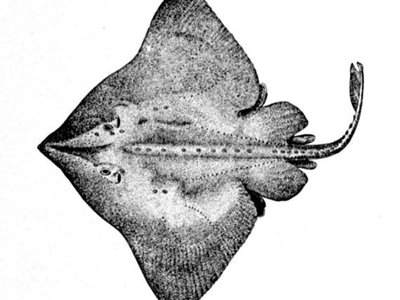 Arctic Skate