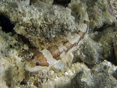 Arenaria Goby