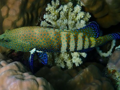 Argus Grouper