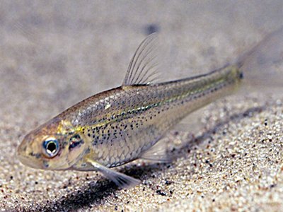 Arkansas Shiner