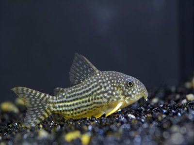 Armored Catfish