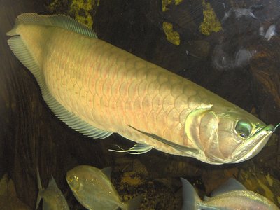 Arowana