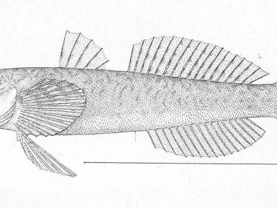 Arrow Goby