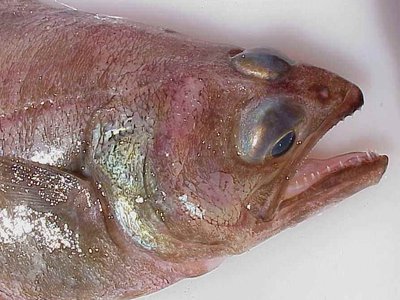 Arrowtooth Flounder