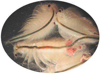 Artemia Shrimp