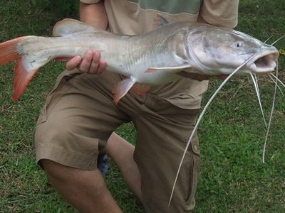 Asian Redtail Catfish