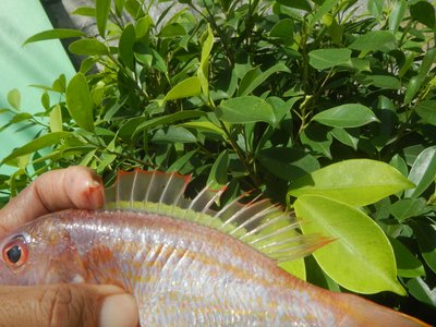Asian Threadfin