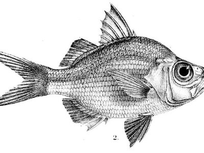 Asiatic Glassfish