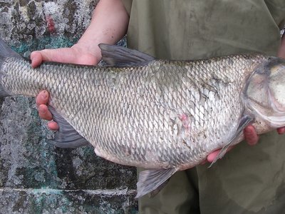 Asp