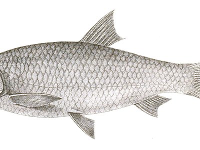 Aspidoparia Morar