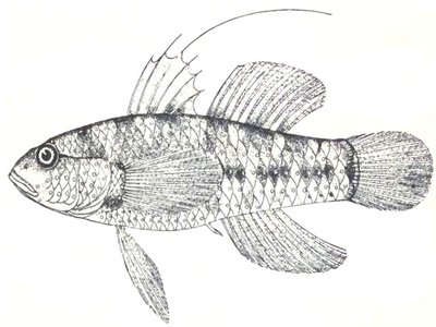 Asterropteryx Semipunctata