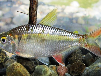 Astyanax Fasciatus
