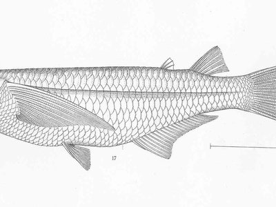Atherinella