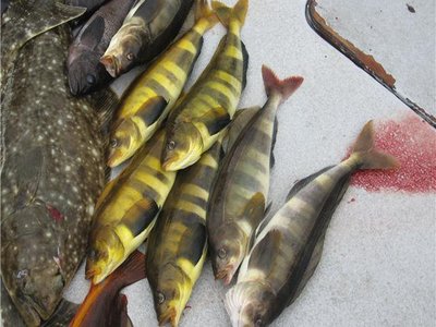 Atka Mackerel