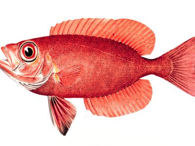 Atlantic Bigeye