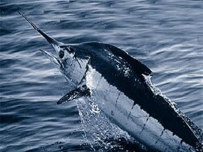Atlantic Blue Marlin