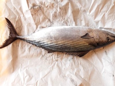 Atlantic Bonito