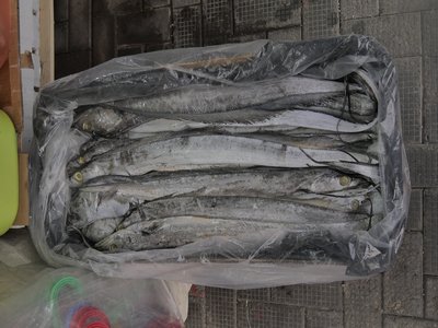 Atlantic Cutlassfish