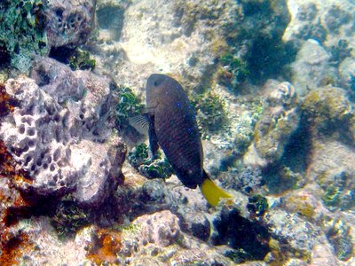 Atlantic Damselfish