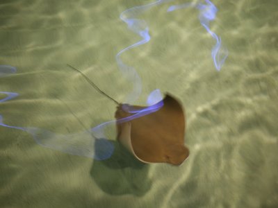 Atlantic Eagle Ray