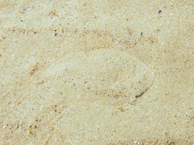 Atlantic Flatfish