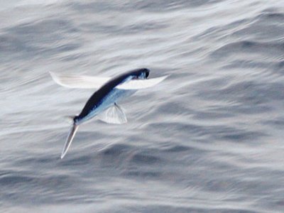 Atlantic Flyingfish
