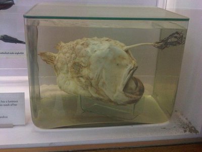 Atlantic Footballfish