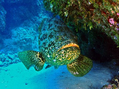Atlantic Goliath Grouper