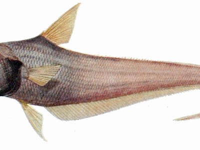 Atlantic Grenadier