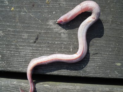 Atlantic Hagfish