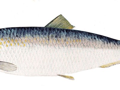 Atlantic Herring