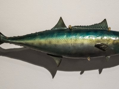 Atlantic King Mackerel