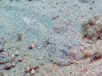 Atlantic Lizardfish