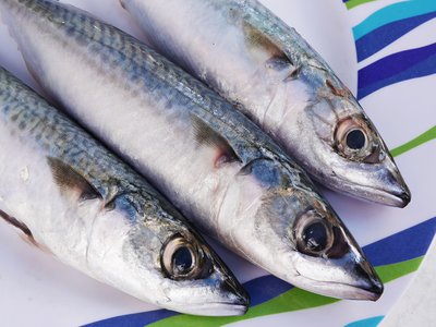 Atlantic Mackerel