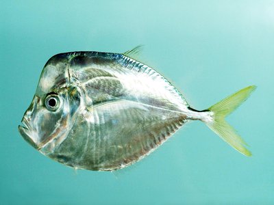 Atlantic Moonfish