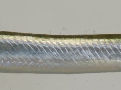 Atlantic Needlefish